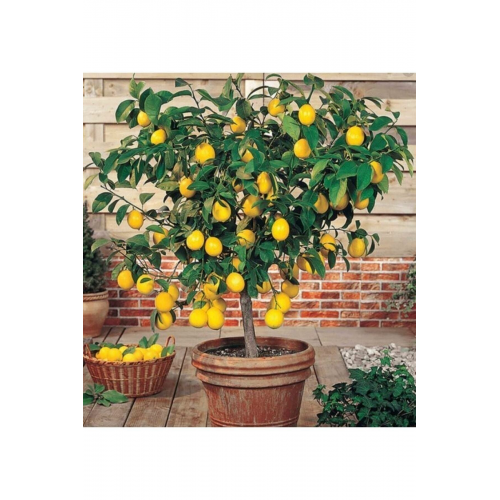 Limon Fidanı (MEYVELİ) Yediveren Aşılı Limon Ağacı Fidanı (TÜPLÜ) 3 Yaş 140 Ila 170 Cm