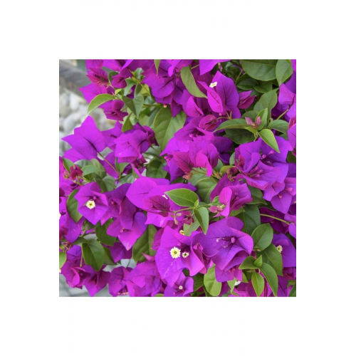 Begonvil Sarmaşığı - Mor (Bougainvillea Alexandra)