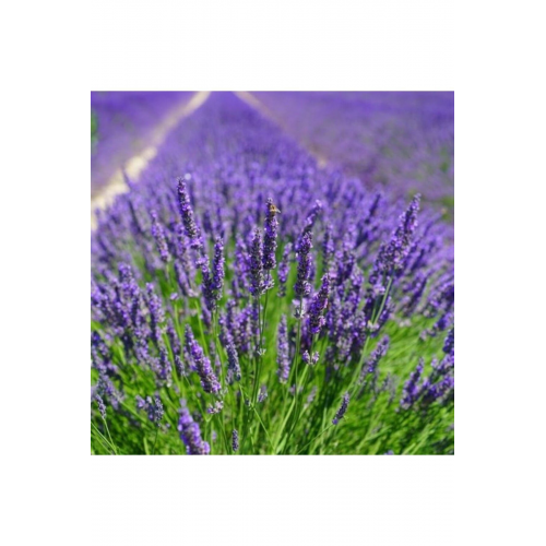 Lavanta Fidanı 15-25 Cm Lavandula Intermedia