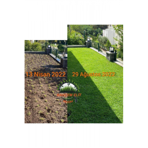 Zoysia Japonica Çim Fidesi 27 M2 Için 432 Adet