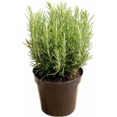 Rosemary Biberiye Fidanı 1 Adet 15-25 Cm Rosemary