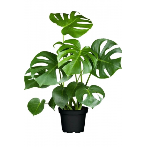 Deve Tabanı - Monstera Deliciosa 5 0 Cm