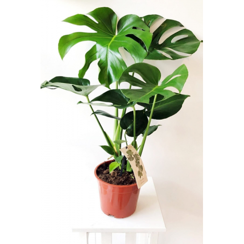 Monstera Deliciosa - Deve Tabanı - Ev Ofis Salon Iç Mekan Bitkisi - 60 Cm