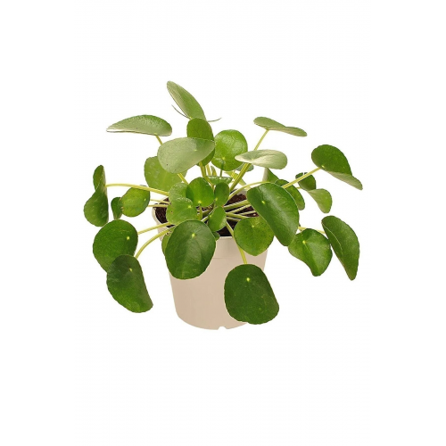 Pilea Peperomioides-çin Para Ağacı 15-25 Cm