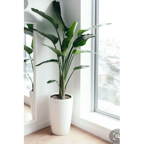 Strelitzia Starliçe 90-120 cm Boyunda Tek Gövdeli Salon Bitk...