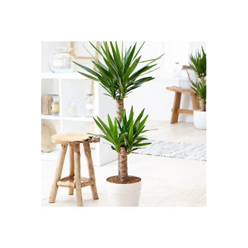 Yucca Bitkisi 2 Gövdeli Yuka Bitkisi Avize Çiçeği 80 100 Cm Ev Bitkisi Salon Bitkisi 2liyuka