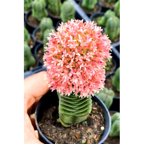 Buda (crassula Buddha's Temple ) Minik Boyutu 5.5cm