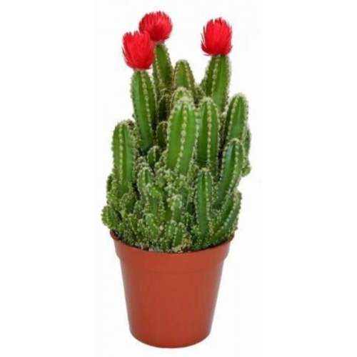 Radyasyon Emici Kaktüs Bol Yavrulu Cereus Fairy Castle Cactus