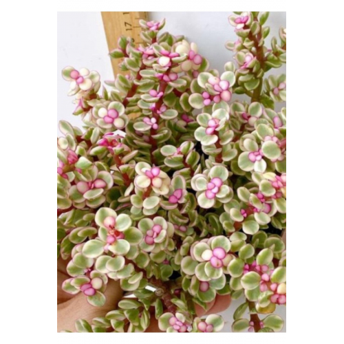 Alacalı Pembe Çiçek Açan Portulacaria Afra Para Ağacı Sukulent 5,5cm Saksıda