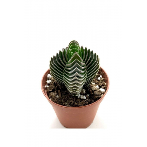 Crassula Buddha's Temple 5.5 Cm 1.kalite Özel Ürün